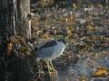 Black-crowned Night Heron